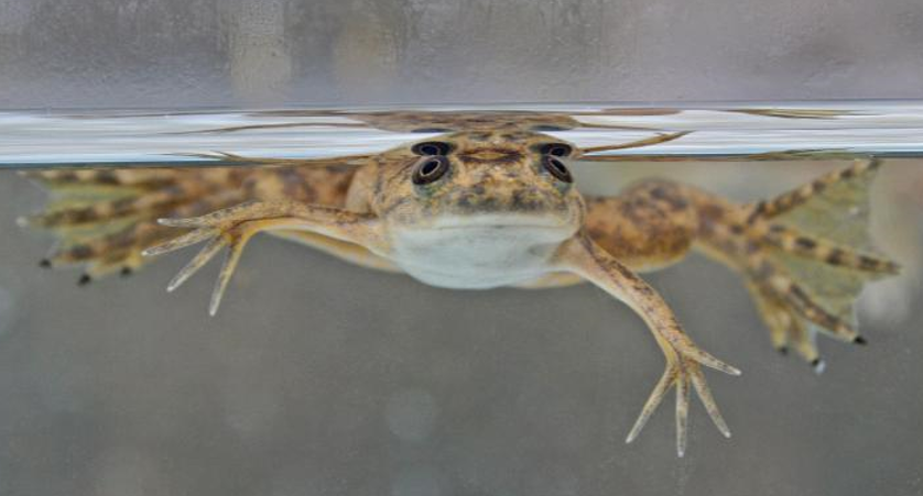 بازسازی اندام های قطع شده در قورباغه 